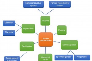 Human Reproduction Grade 12 (CAPS)