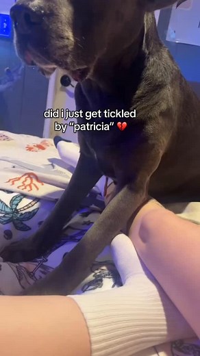 when it gets removed i’m selling it on ebay #dogs #dogsofinstagram #dunkinthedog | Dunkin and Kirby