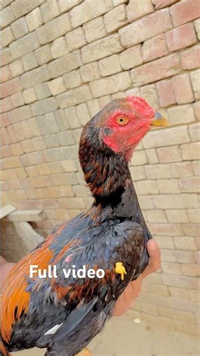 #aseel #youtubeshorts #aseelmurga #viralshort #short #shorts #punjab #punjabiaseel