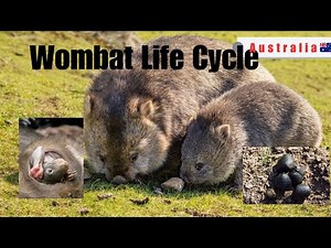 Wombat Life Cycle | Australia 🇦🇺