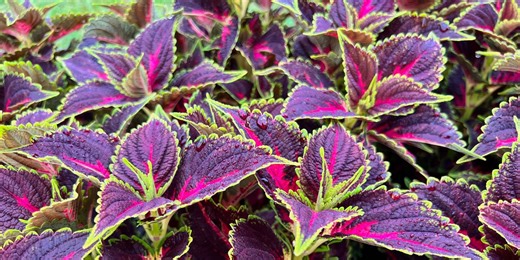 This Simple Trick Keeps Your Favorite Shade Plant Thriving All Winter