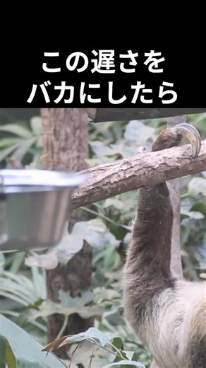 【衝撃】動かなすぎて生き残った生物、ナマケモノの進化がヤバい