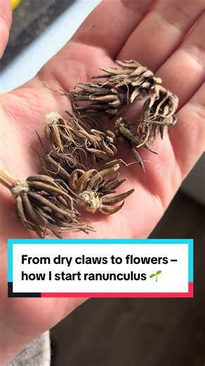 Growing Ranunculus: A Step-by-Step Guide