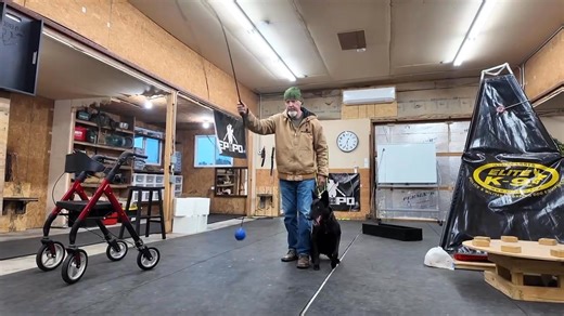 22K views · 306 reactions | back transport of the helper slowly better and better ( IGP ) … this without a helper … falks this is just a little bit sport drills that you can do alone ( you just need prey drive on a target ) | Bart Bellon | Facebook