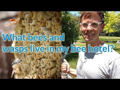 What Bees and wasps are in my bee hotel: How to maintain a bee hotel