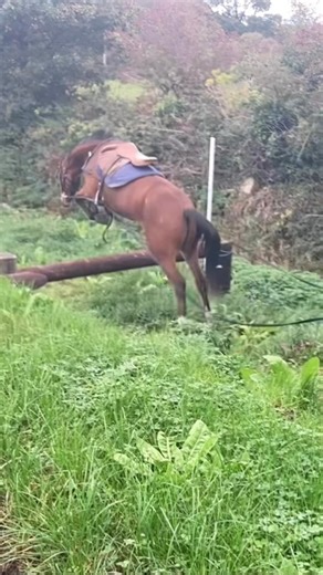 Very excited about the first breaker of the year. Gorgeous 3YO filly by Vivant Van de Heffinick owned by Jane Stillwell endless step, jump and loads of fun! 🤩 | Anna Stillwell Equestrian