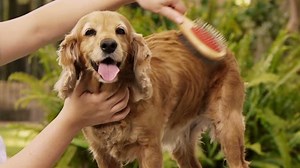 English Cocker Spaniel Dog Grooming Hd Stock Footage Video (100% Royalty-free) 2250394 | Shutterstock