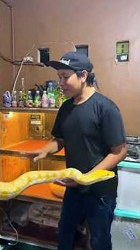 THIS IS THE SECRET OF HOW PYTHON SNAKES CAN BECOME MONSTERS!!