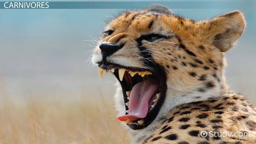 Animal Teeth Facts: Lesson for Kids