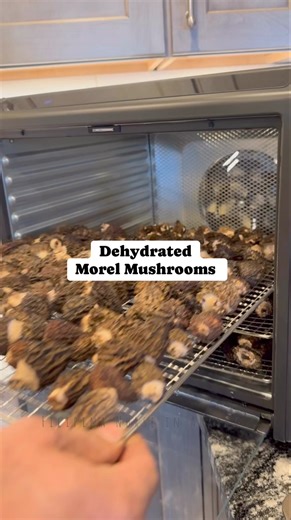 We dehydrated the morel mushrooms that we picked. We dehydrated it at 125°F until it’s completely dry & brittle. We also sun dried them as much as possible beforehand, to minimize the time it will spend drying in the dehydrator. #filipinainalaska #filipinanurseinalaska #morelmushrooms #drying #dehydrator #mushrooms #wildmushrooms #forage #foragedfood | Filipina Nurse in Alaska CrevistonCreations