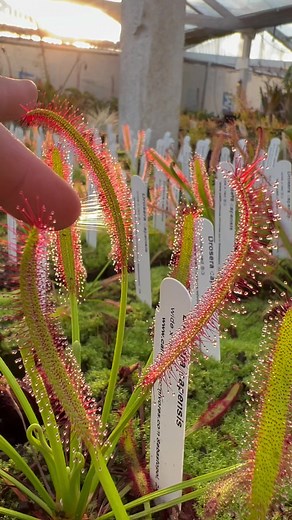 Drosera Capensis Carnivorous Plant Care Tips