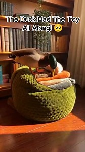 🦆 Shocking! Ultimate Duck Saves Owner’s Favorite Toy! 🥺 #shorts #duck #unbelievable #comedy #giftWitness the **unbelievable** dedication of a pet guardian! This heartwarming short captures the **ultimate** act of gift-giving: a clever **Mallard Duck** carefully retrieving a tiny, **hidden** cat toy from its cozy beanbag nest and presenting it to the owner. The first two lines hook the viewer with the charm of the scene and the surprising object of value. The duck’s careful retrieval of the toy