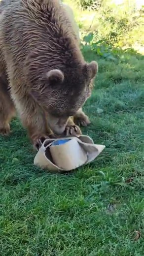 Present unwrapping skills: un-bear-lievable 🎁🐾 🐻🎄 Benji has been practicing for the big day with this latest treat from our animal carers, which encourages him to use his claws and teeth to get inside! | Wildheart Animal Sanctuary