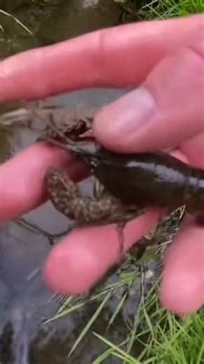 Fresh water crayfish in NZ