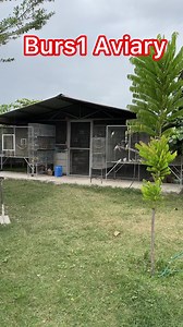 Burs1 has one of the best collection of rare mutations of indian ring neck in the Philippines.🇵🇭. He is one of our Consultant @ Myko’s Aviary | Myko's Aviary