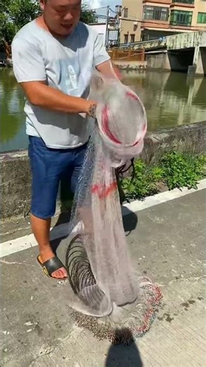 fishing videos on youtube #net #fishing #fishvideo #foryou