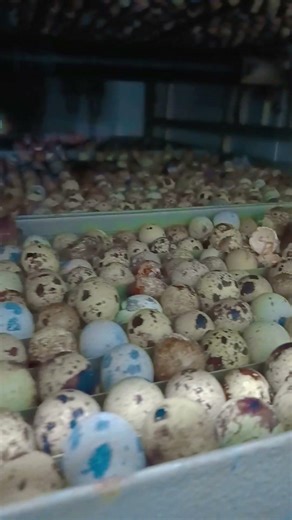 quail egg and quail new chick 🐣 ready please subscribe my YouTube channel 😎😎😎😎