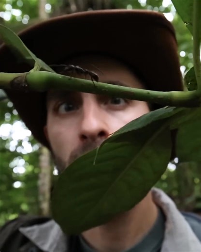 Coyote Peterson's Top Stings! | Coyote Peterson