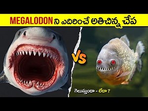 🔵 ఈ యుద్ధంలో ఎవరు గెలుస్తారు | megalodon vs mega piranha | facts in telugu | intresting facts