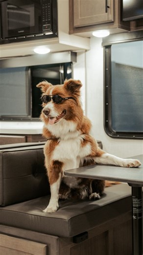 When Officialwillygooddog leads the tour, you follow. Step inside our Keystone Cougar 29MBD. Designed for families, friends, and furry copilots. #WillyTheDog #KeystoneRV #Cougar29MBD #RVLife #DogFriendlyRV #CampingWithDogs | Keystone RV