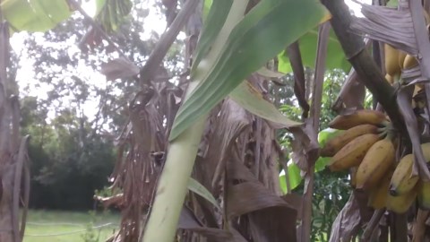 Storm-damaged banana plant: Can you still harvest sweet bananas? (Taste test inside!)