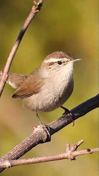 The Beautiful Song of the Bewick's Wren | From Episode 3 of The Ohlone Wilderness
