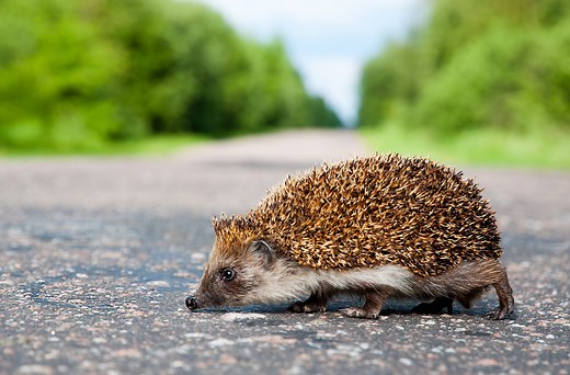 5 hedgehogs are hit each day on UK roads — here's how you can help