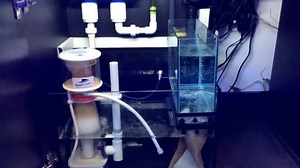 RED SEA REEFER 250 "NEW DISPLAY" Wondering which Red Sea Reefer to purchase ? Here's a short video of our store display which was set up on Monday this week. Why not pop in and take a look and listen to the excellence of this fantastic range of aquarium systems. 2 NEW models available as of January 2016 the Reefer XL 425 and the XL 525 orders now being taken | Oasis Aquarium Ltd