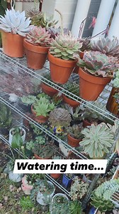 417K views · 5.2K reactions | Watering time for my Succulents..... #bikolanahardinera #echeveria #watering #wateringplants #plantas #succulentgarden #succulents #plantsmakepeoplehappy | Bikolanahardinera | Facebook