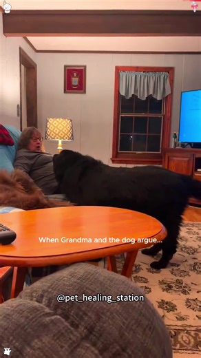 My Giant Puppy Doesn’t Know He’s Huge.#dog #dogsoftiktok #funny #funnyvideo #dogs