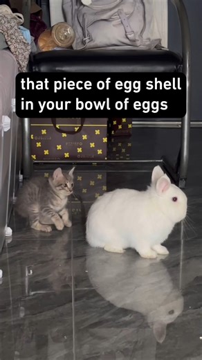 790K views · 2K reactions | how dare u! #bunny #cat #9gag | 9GAG | Facebook