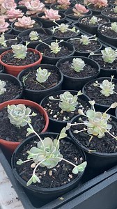 Chinese dunce cap looking so pretty...good morning everyone.... | Redhill Gardens