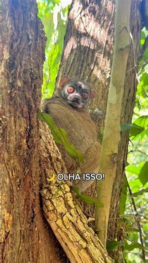 Cara a cara com um lêmure selvagem em Madagascar! 🐒