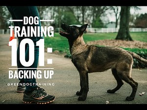 Dog Training 101: Backing Up