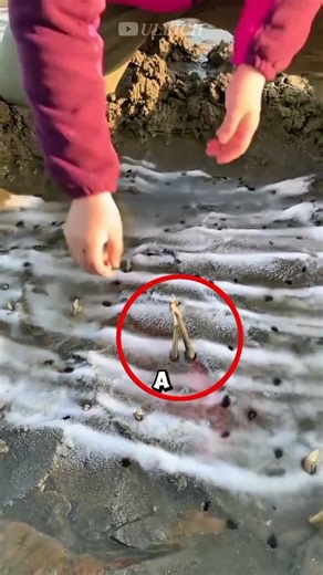 Easy Way to Catch Razor Clams Using Salt🐚🎍