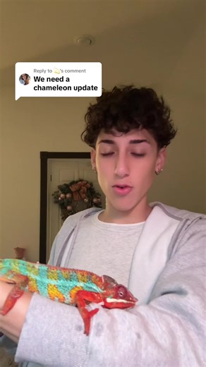 Replying to @💫 DRACARYS update #dracarys #chameleon #lizard | chameleon