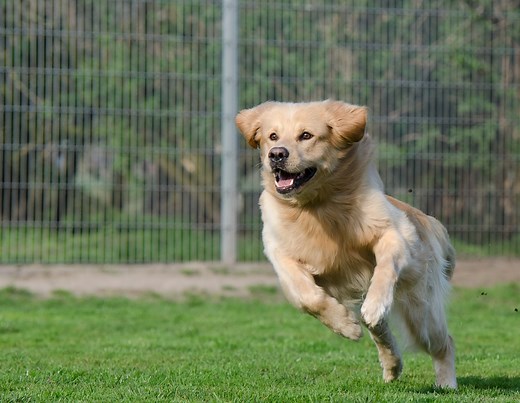 7 Secrets to Teaching a stubborn dog recall