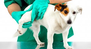 How Is Hip Dysplasia In Dogs Treated?