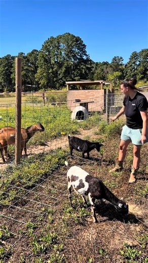 How do you know if your doe is in heat (estrus)？ Detecting heat cycle #family #fblifestyle #diy #fyp #talent #Creative #entertainment #fun #funnytiktok #funnyvideo #jalfamily | Hoof Homestead