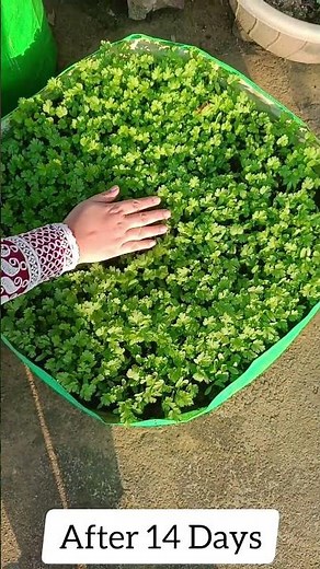 Coriander Seed Germination Process | Easy Home Gardening