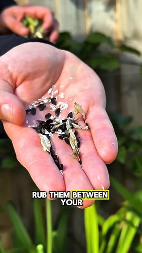 1.5K views | How to grow agapanthus from seed in autumn. | Michael - Gardening | Facebook