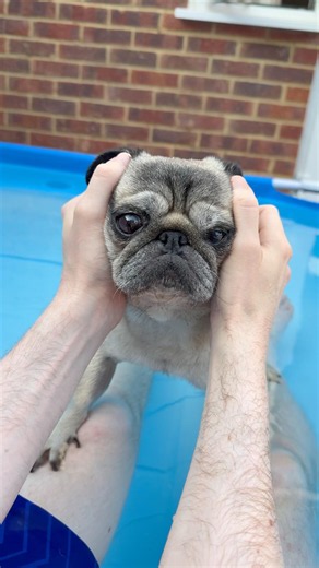 Pug Swimming for Beginners 🥰 Pug swimming lessons #PugSwimmingLesson #pugs #pugdog
