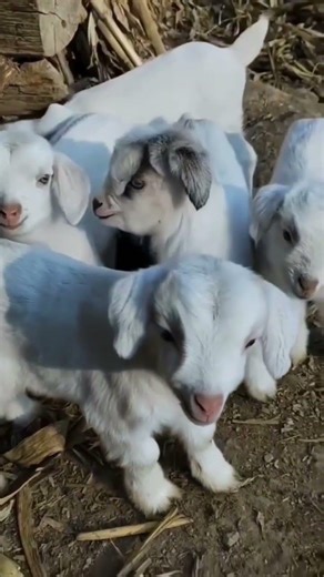 Most Beautiful Baby Goat 🐐💖 | Cute Shorts