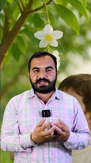 Sabudana cultivation | sabudana plant | Sabudana ki kheti | How to make sabudana at home | Tapioc...