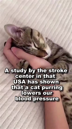 Dive into the mystical allure of cat purrs! 🌟 . Did you know, these soothing vibrations hold a secret power? 🐱✨ Explore the enchanting world of #CatPurrMagic, where serenity meets mysticism. Elevate your energy with our feline friends' secret spell. . . #purr #purrpurr #purrpurrpurr #PurrPower #catpurr . Follow for more - @ask_my_cats . . . Dm for credit - 🎥 . . . #ilovemycat #catfacts #catfact #cattips #catowner #catownerproblems #catlady #cat #cats #catinfo #fact #facts #factoftheday #petfa