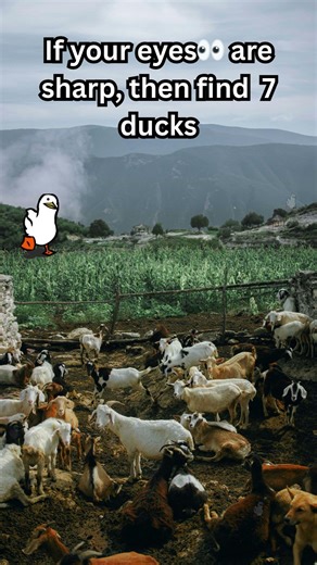 How many ducks did you find? 👀#puzzles #find #eyetest #findthem #findtheduck