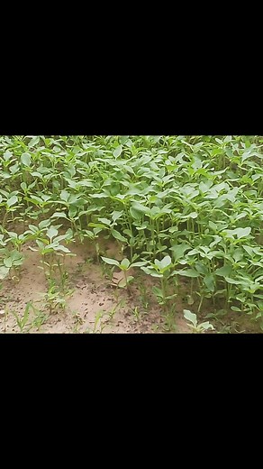 Richard Boyd Jr. on Reels