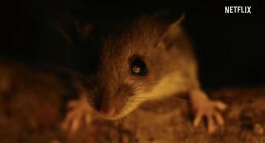 Nightmares of Nature Season 1: Cabin in the Woods – Release date, streaming details and more about the upcoming Netflix documentary