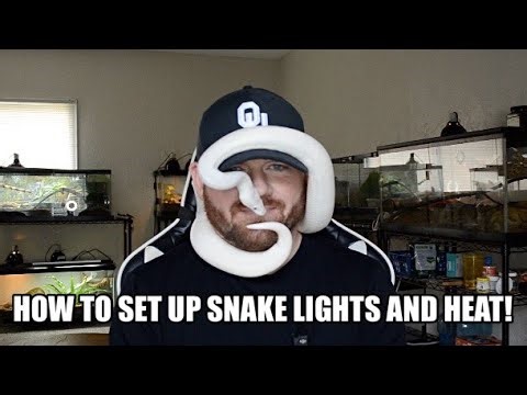 Pet Snake Lighting and Heating Guide! (2025)