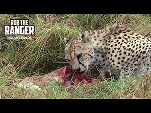 Cheetah Feeding On A Gazelle | Maasai Mara Safari | Zebra Plains